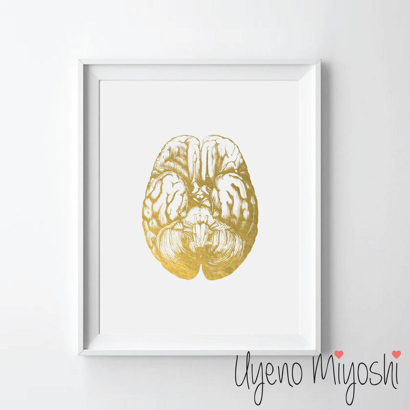 Human Brain III