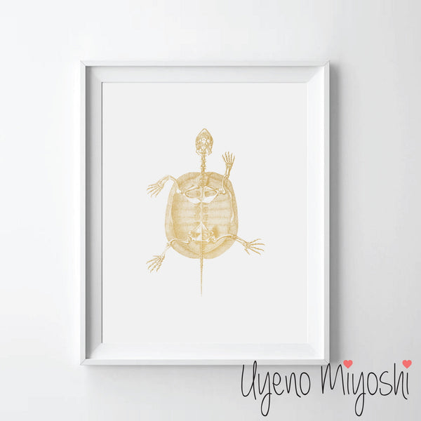 Turtle II