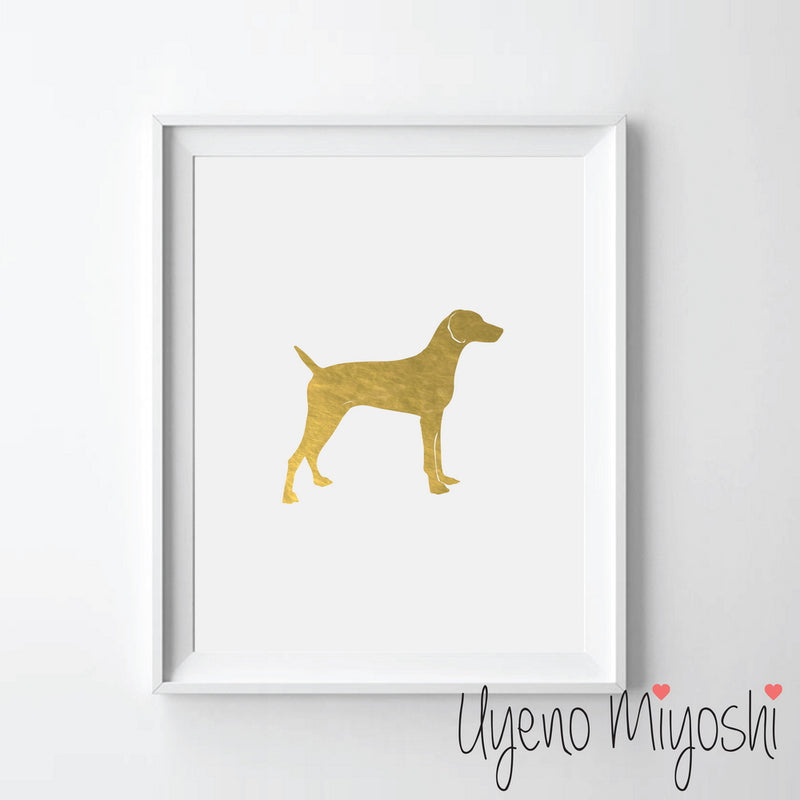 Dog - Weimaraner