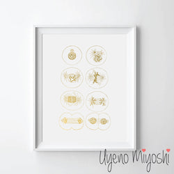 Mitosis - Cell Division