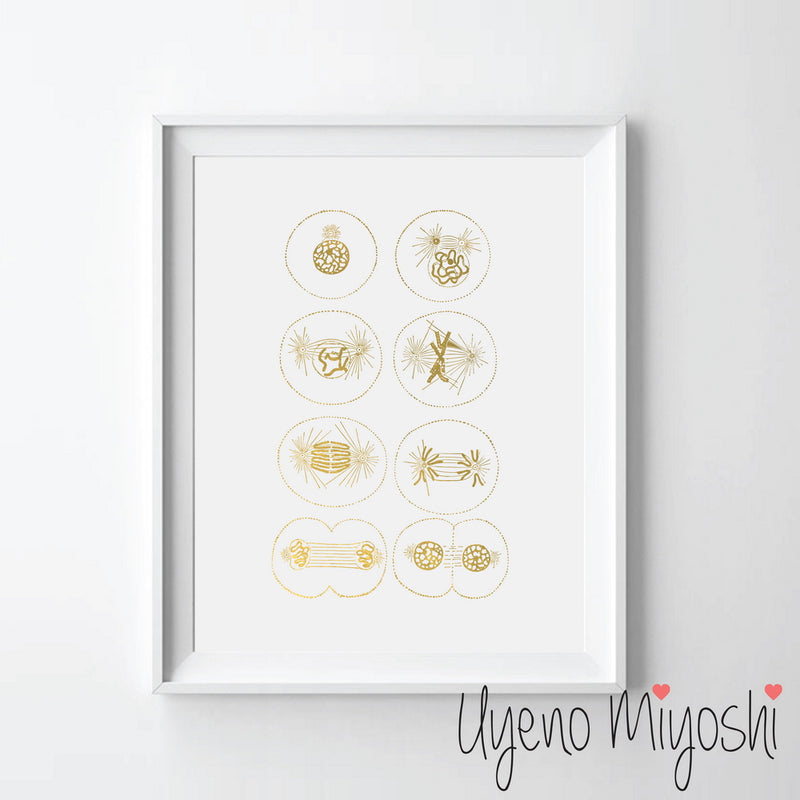Mitosis - Cell Division