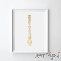 Human Spine II
