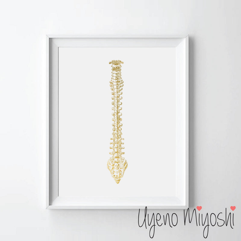 Human Spine II