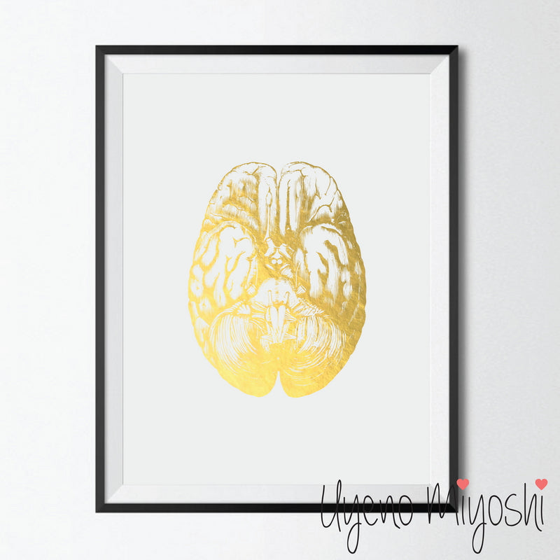 Human Brain III