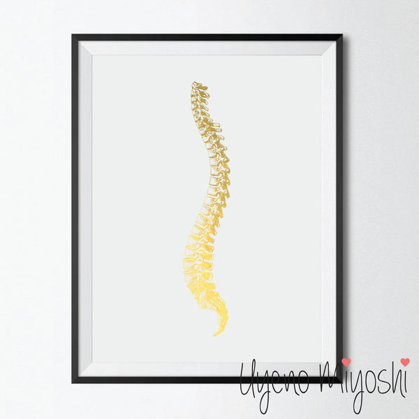 Human Spine I