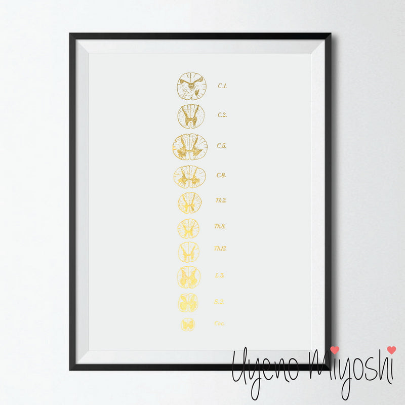 Human Spine III