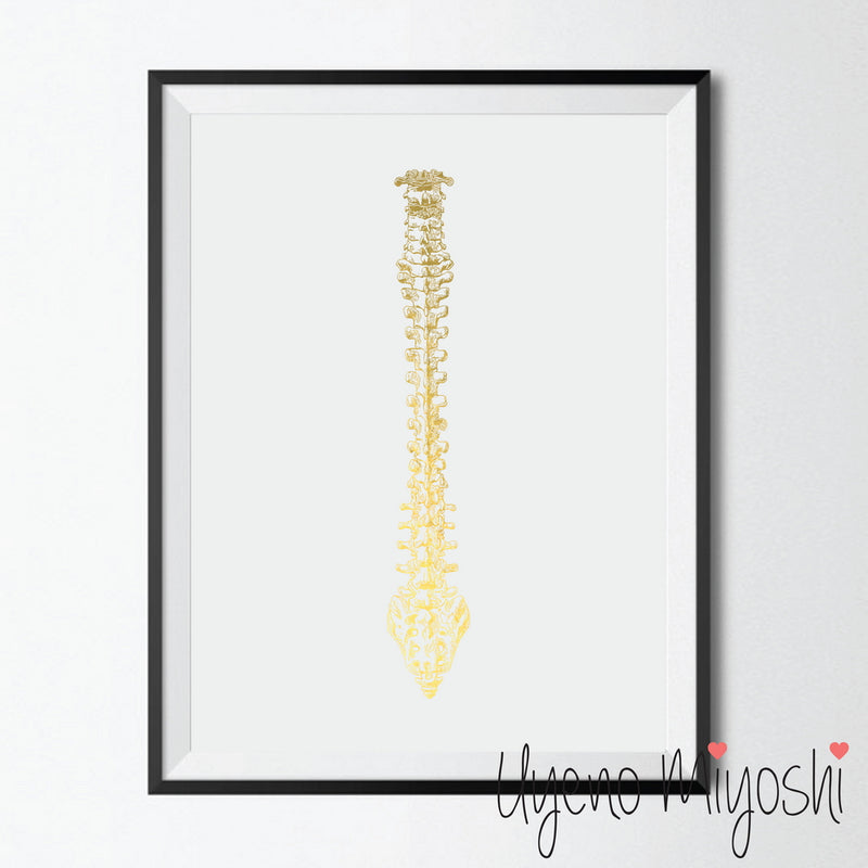 Human Spine II