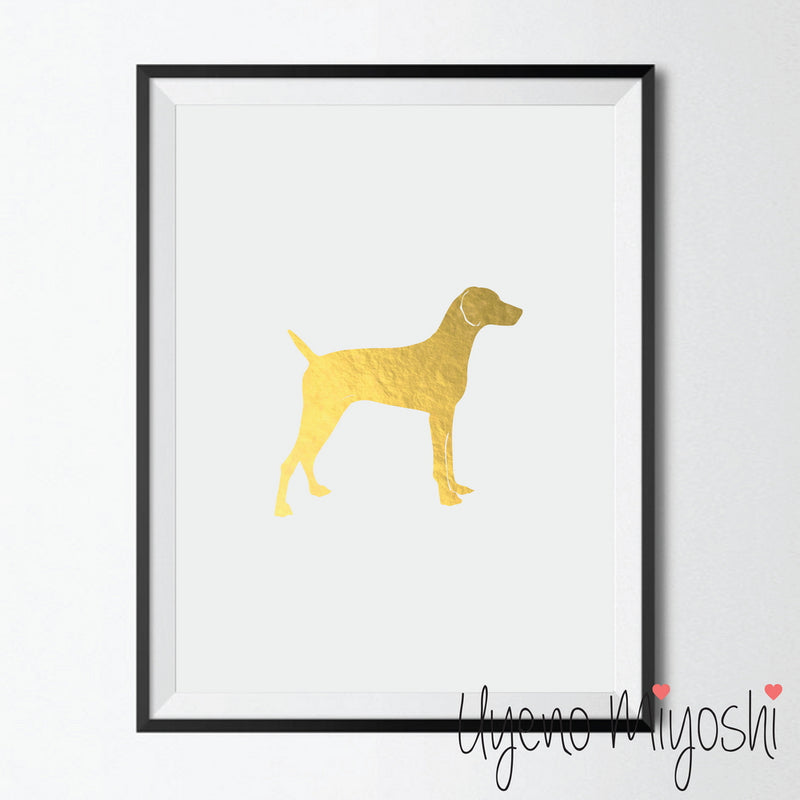 Dog - Weimaraner