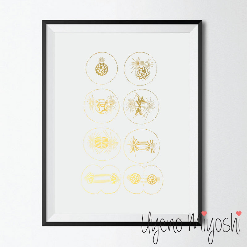 Mitosis - Cell Division