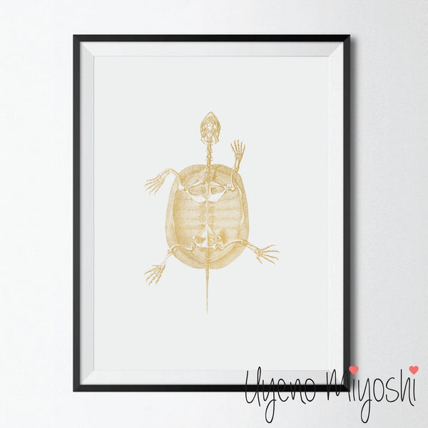 Turtle II
