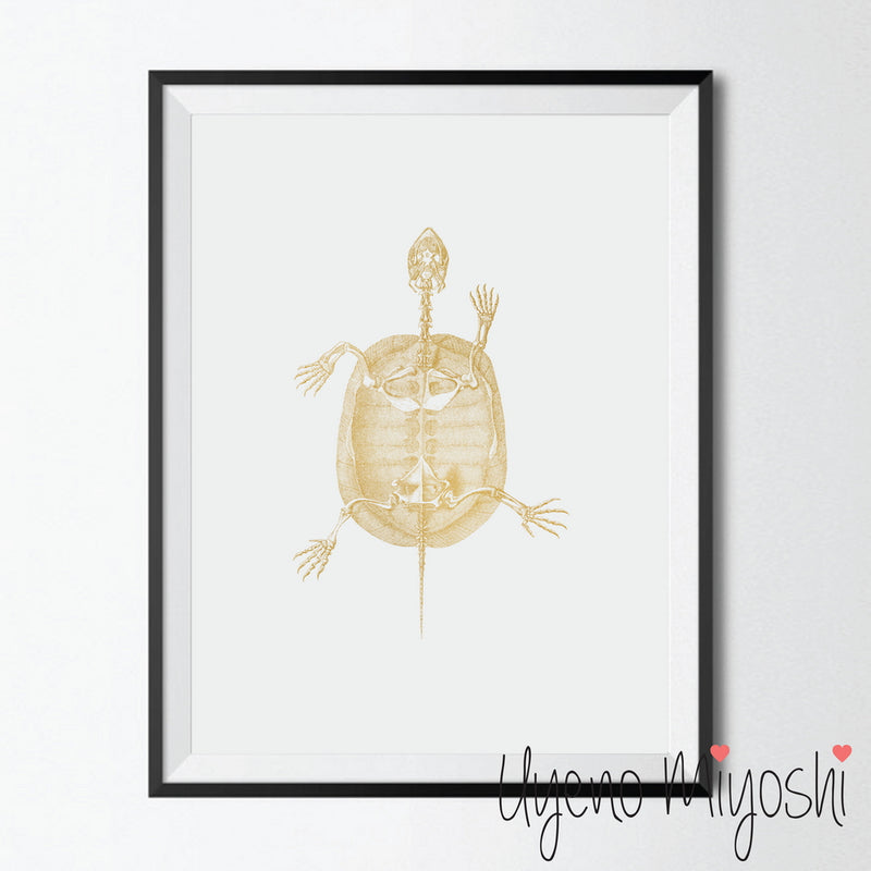 Turtle II