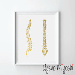 Human Spine IV