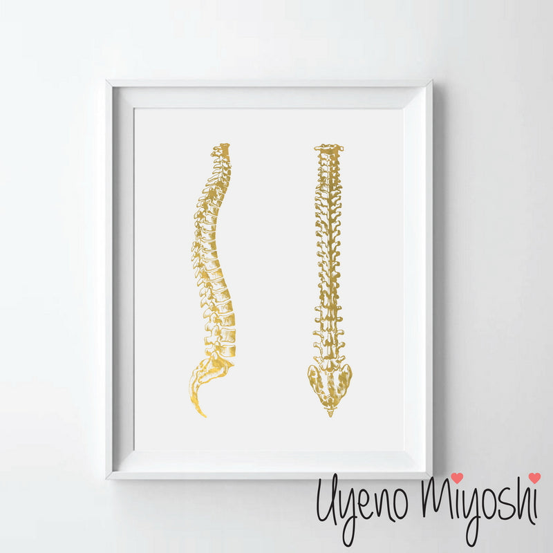 Human Spine IV