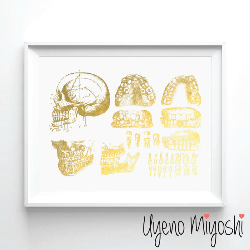 Human Tooth IV
