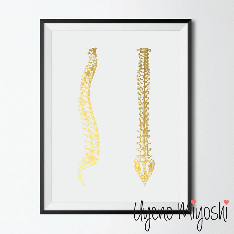 Human Spine IV