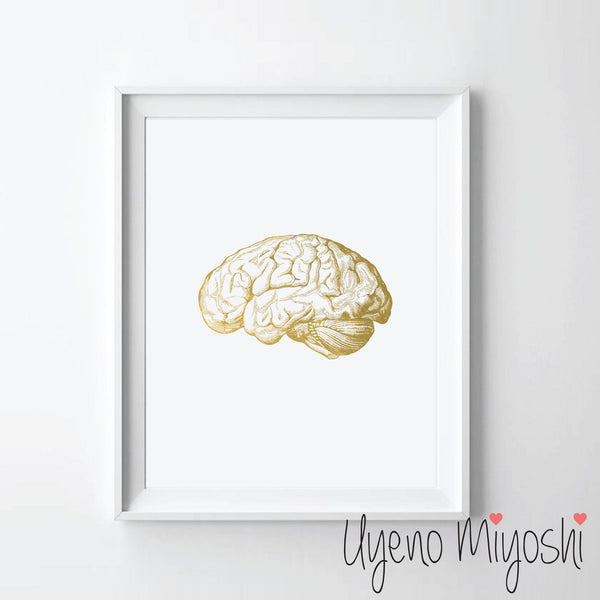 Human Brain I