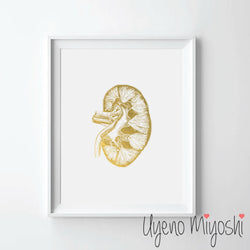 Human Kidney II