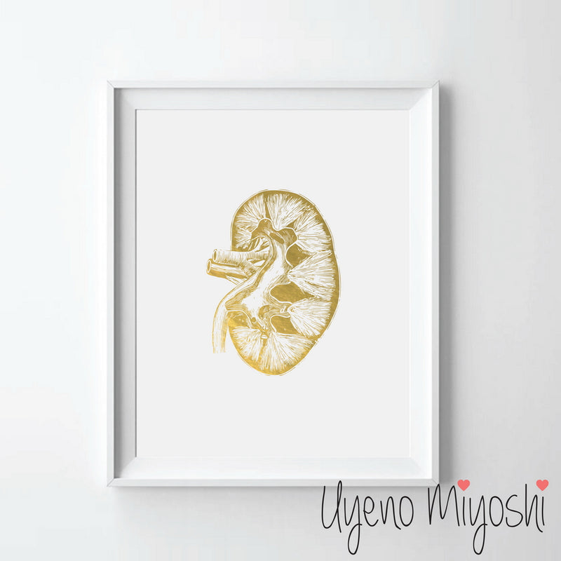 Human Kidney II
