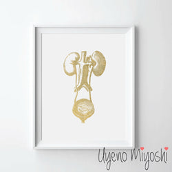 Human Kidney I
