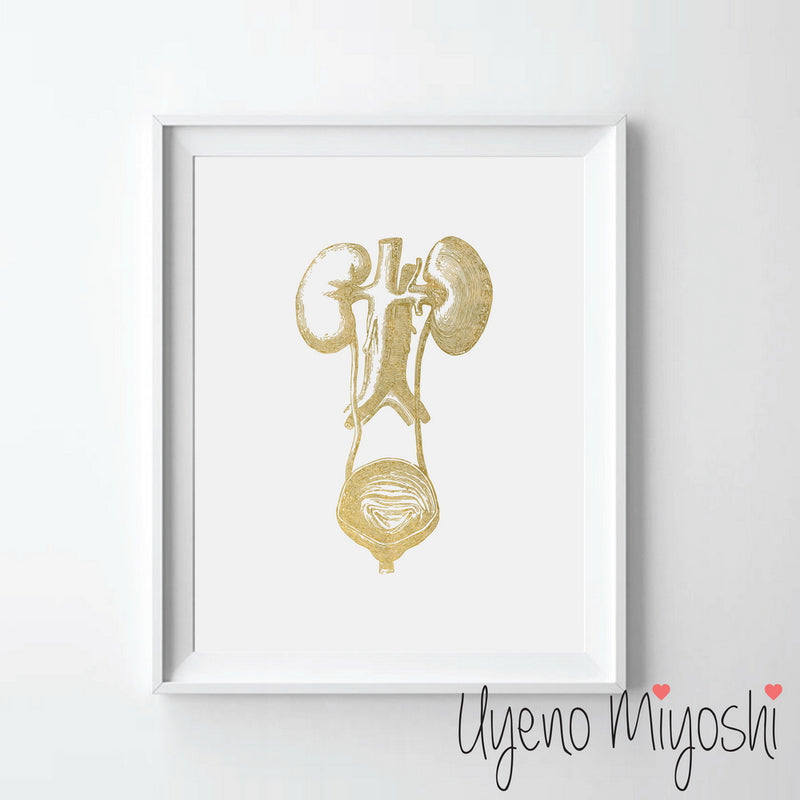 Human Kidney I