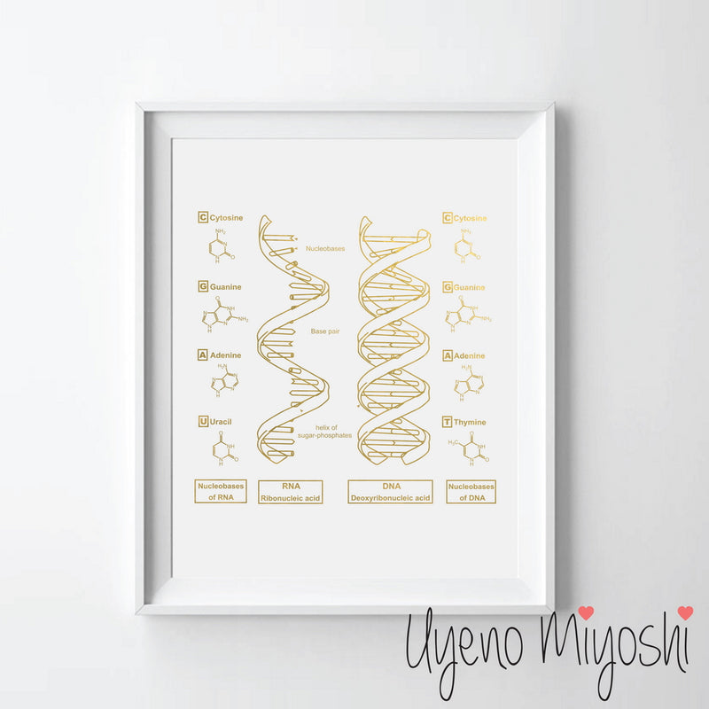 DNA II - DNA + RNA