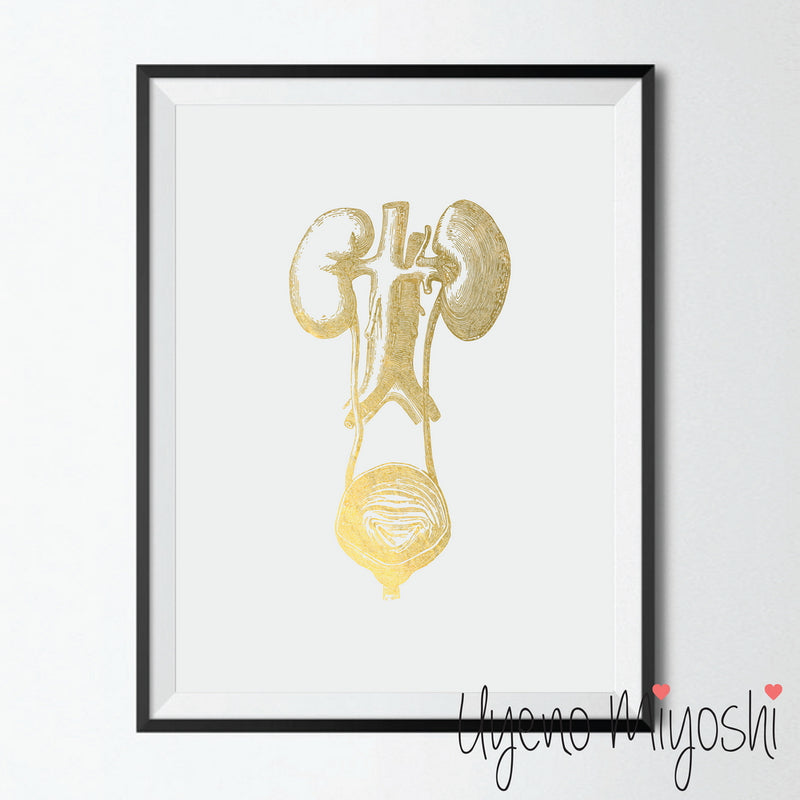 Human Kidney I