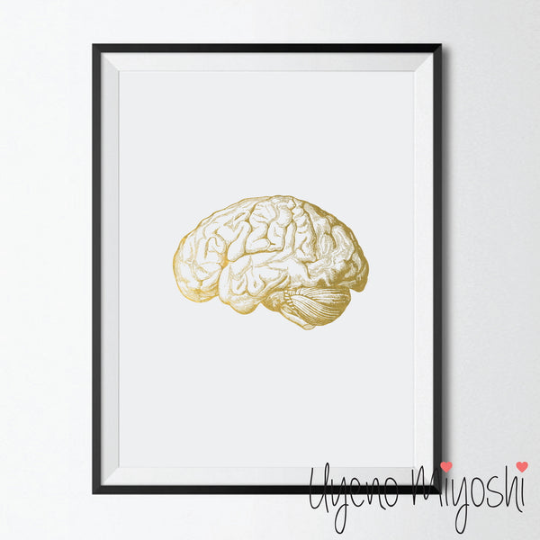 Human Brain I
