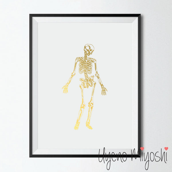 Human Skeleton