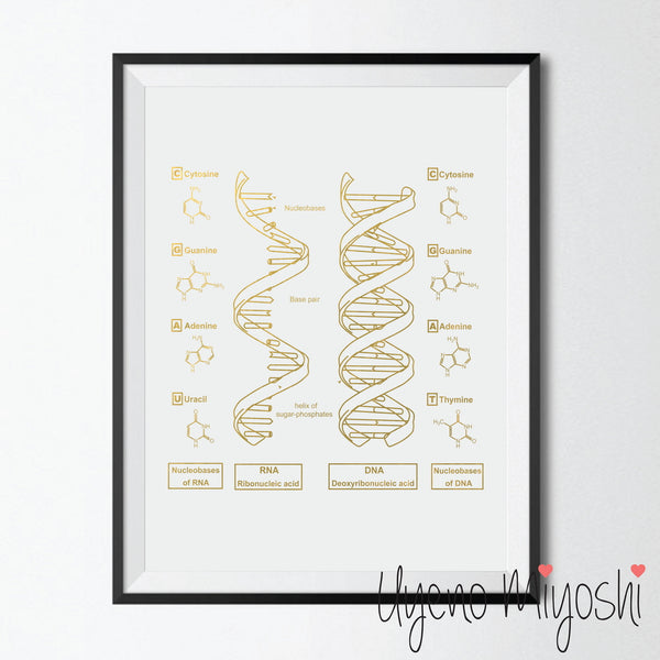 DNA II - DNA + RNA