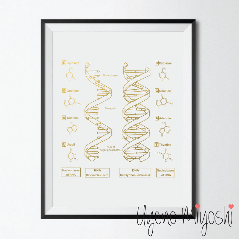 DNA II - DNA + RNA
