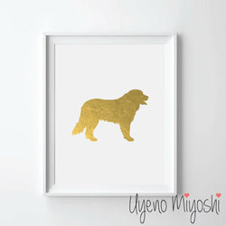 Dog - Bernese Mountain