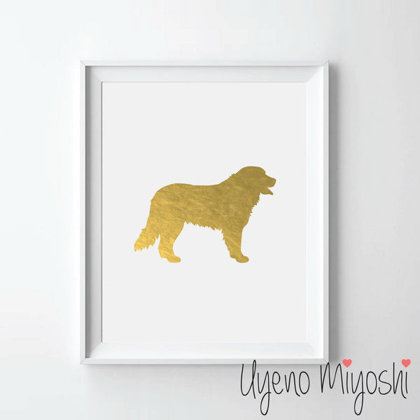 Dog - Bernese Mountain