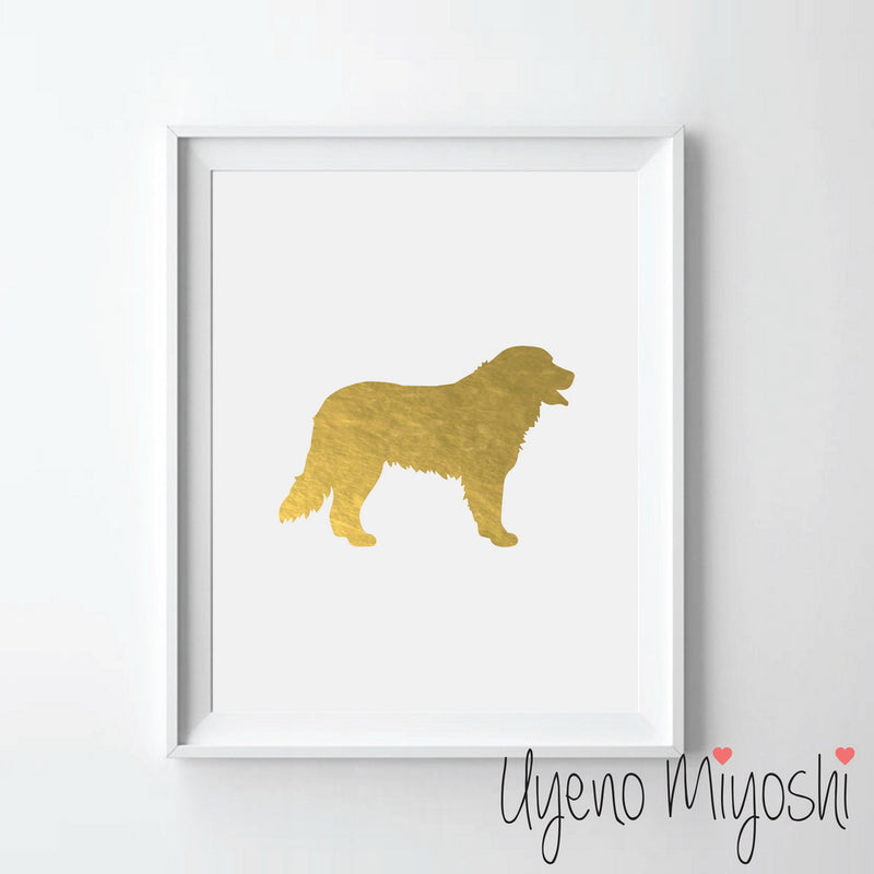 Dog - Bernese Mountain