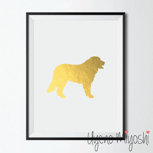 Dog - Bernese Mountain