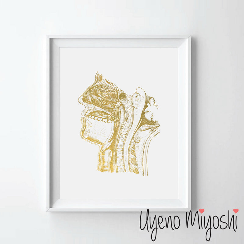 Mouth And Larynx