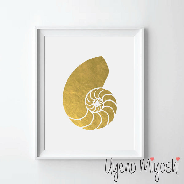 Nautilus Shell