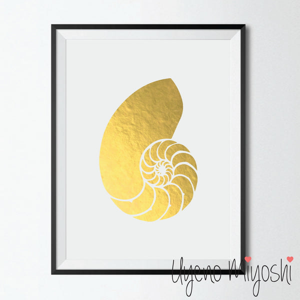 Nautilus Shell